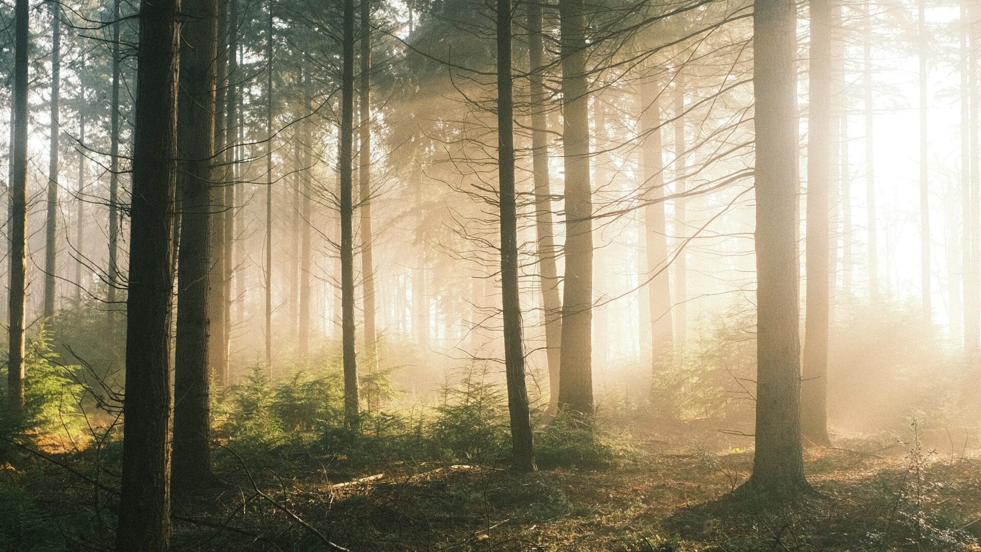 forest, trees, woods