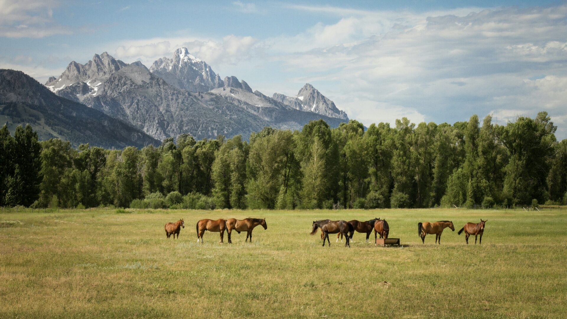 Horse, HEARTLAND