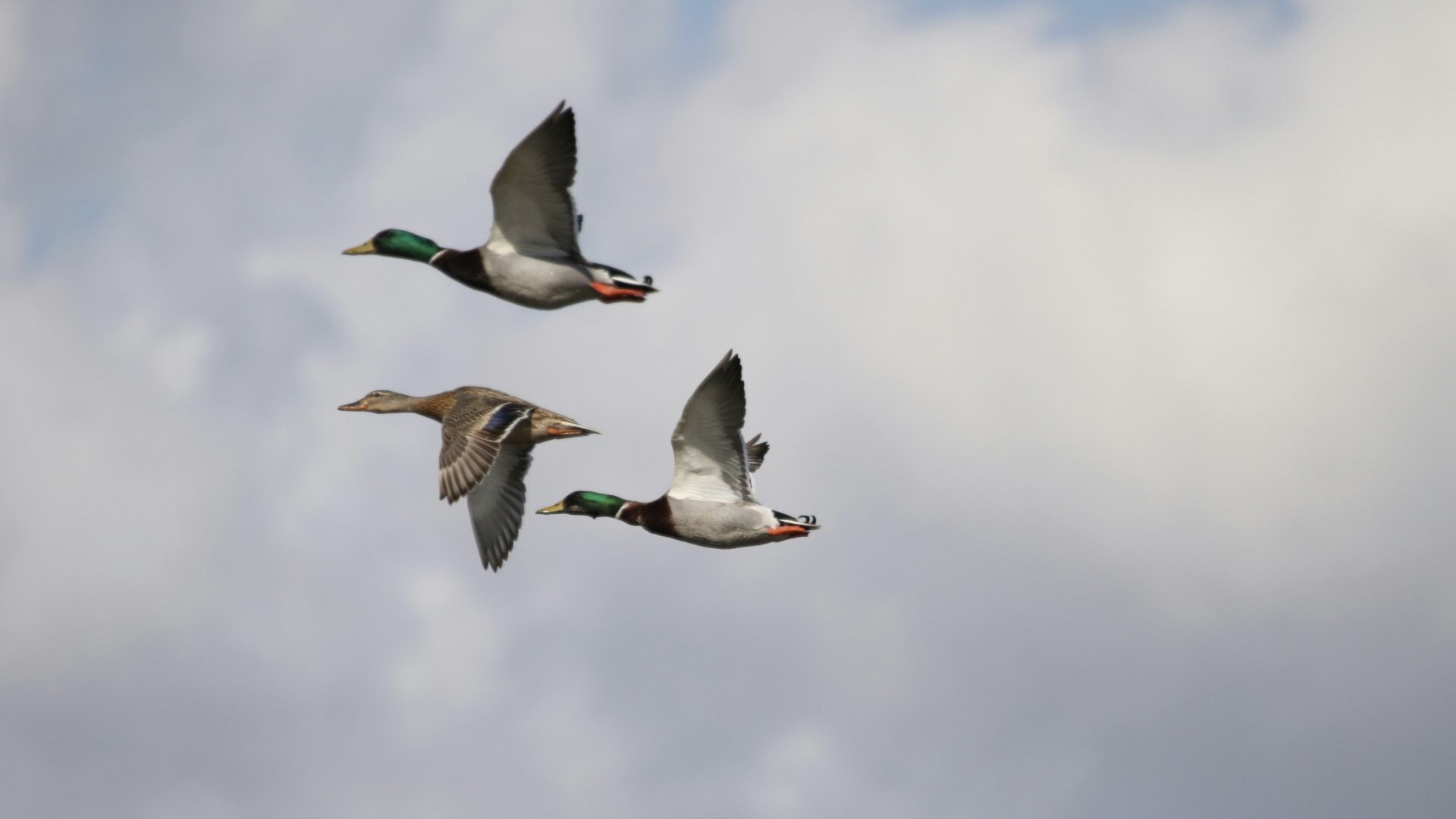 Duck Dynasty, ducks