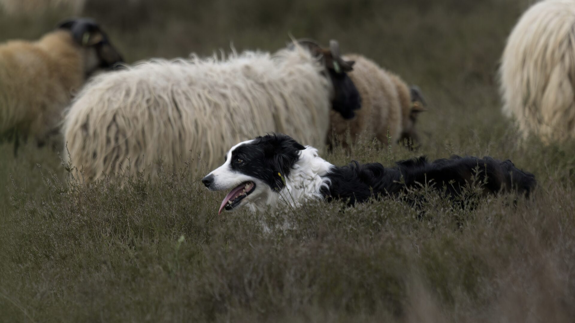 sheep dog